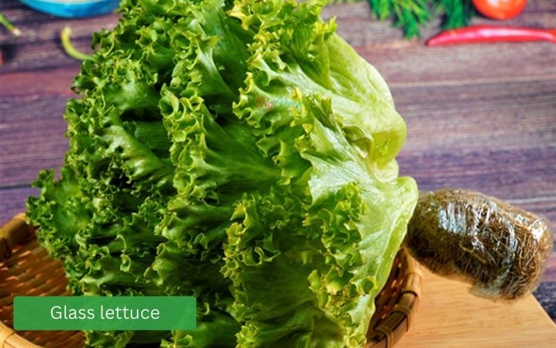 Hydroponic glass lettuce with thick, crisp, dark green leaves