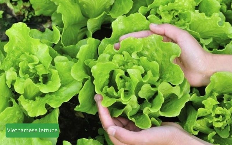 Fresh, green lettuce with soft, cool leaves.