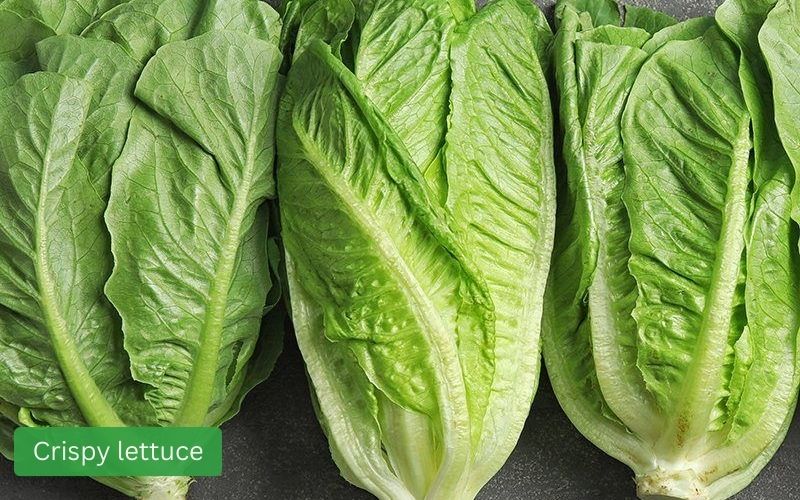 Crispy, fresh green lettuce with thick, crunchy leaves.