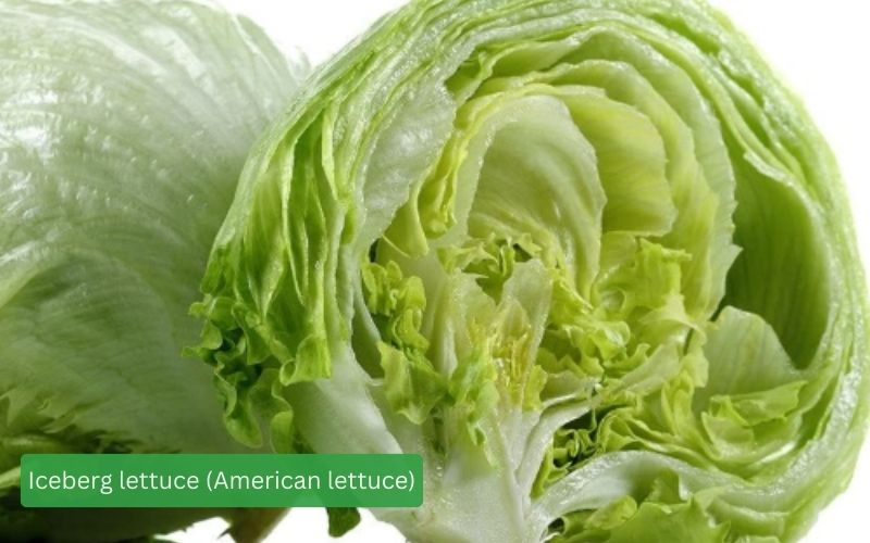 Iceberg lettuce (American lettuce) - fresh, crisp, and tightly rolled leaves.