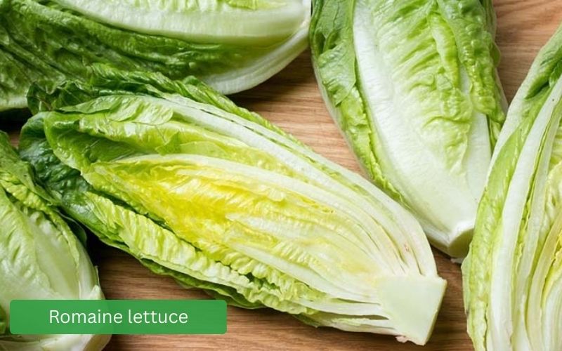 Fresh green Romaine lettuce, crisp and long leaves.