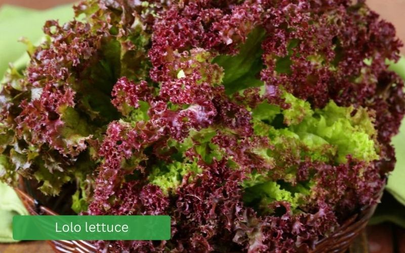 Fresh Lolo lettuce, curly, crisp green and purple leaves.