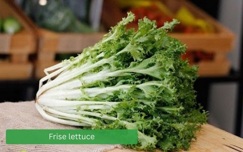 Crisp, curly-leaf Frise lettuce, fresh European green color.