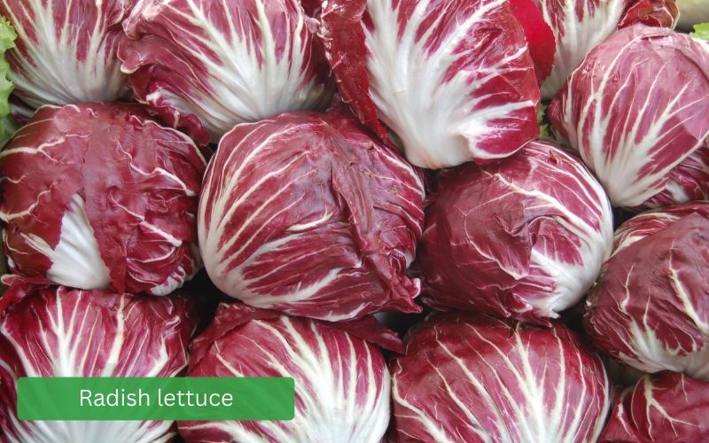 Crisp, reddish-purple Radichio lettuce with prominent white veins.