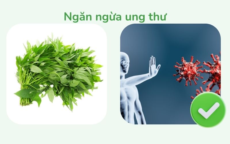 Rau lang hỗ trợ ngăn ngừa ung thư