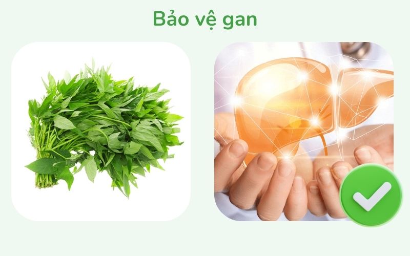 Rau lang giúp bảo vệ gan