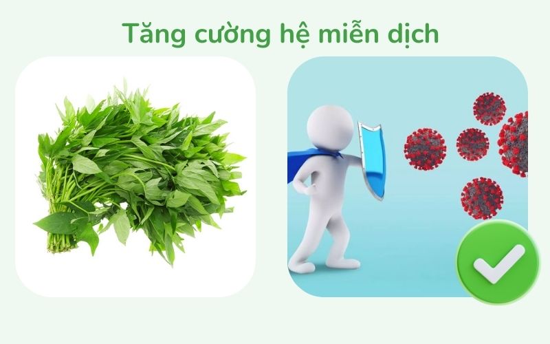 Rau lang hỗ trợ tăng cường hệ miễn dịch