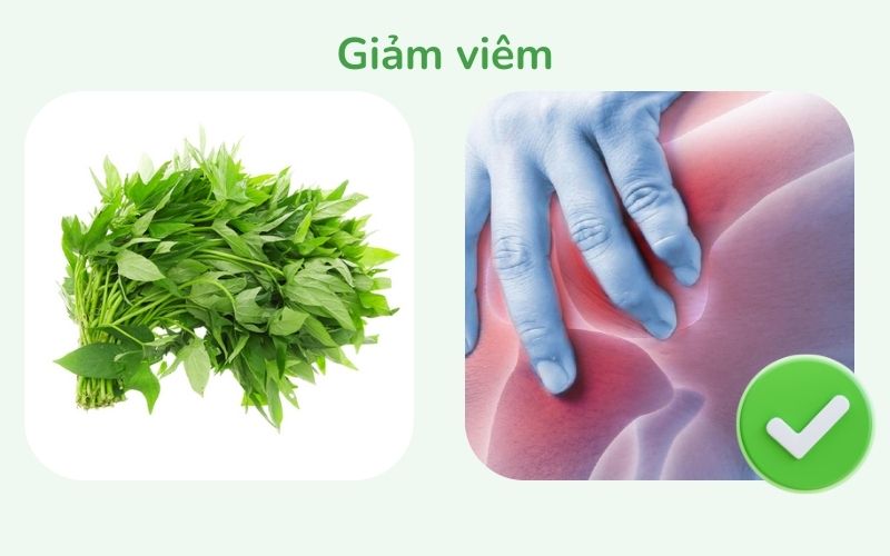 Rau lang hỗ trợ giảm viêm