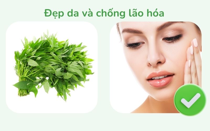 Rau lang giúp đẹp da và chống lão hóa