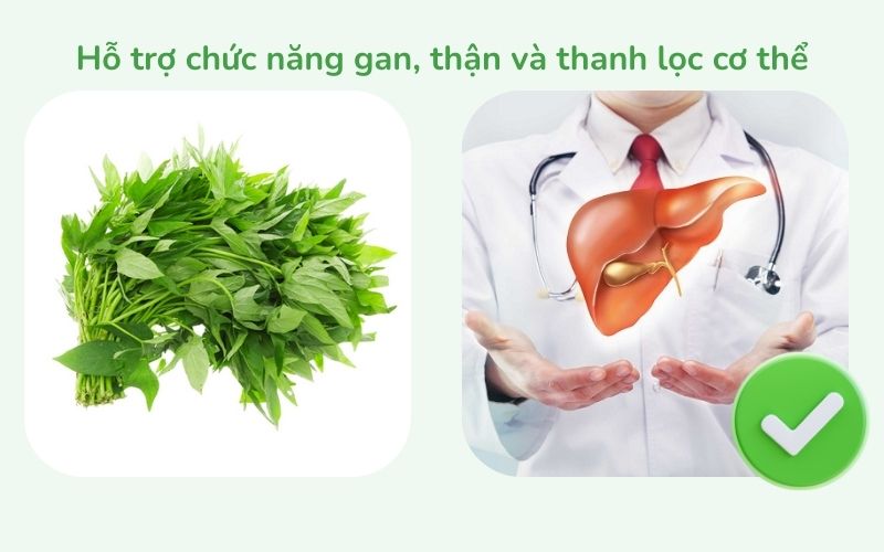Hỗ trợ chức năng gan, thận và thanh lọc cơ thể