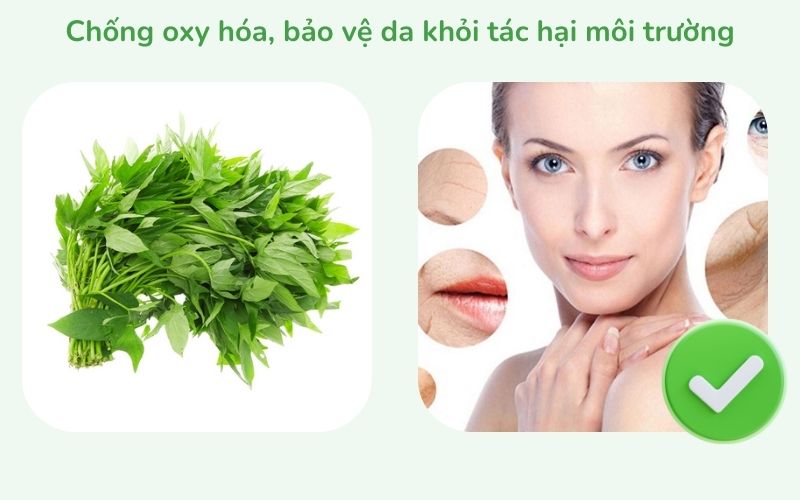Chống oxy hóa, bảo vệ da khỏi tác hại môi trường