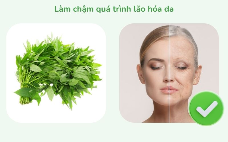 Làm chậm quá trình lão hóa da