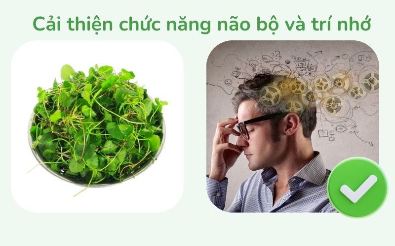 Rau má cải thiện chức năng não bộ và trí nhớ