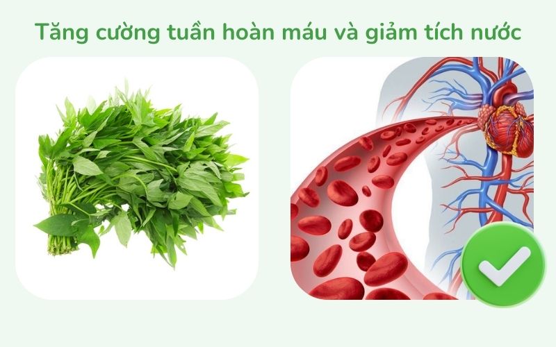 Rau má tăng cường tuần hoàn máu và giảm tích nước