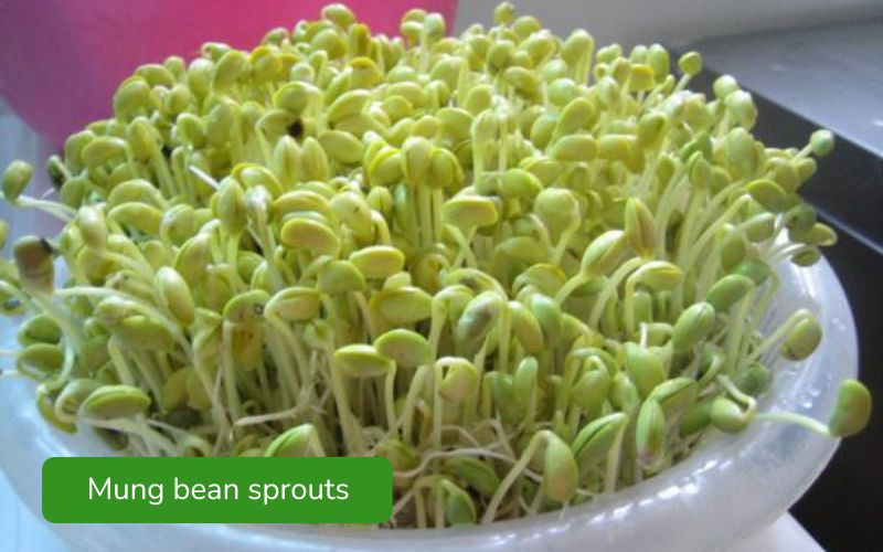Crispy and refreshing mung bean sprouts, with small, fresh green leaves.