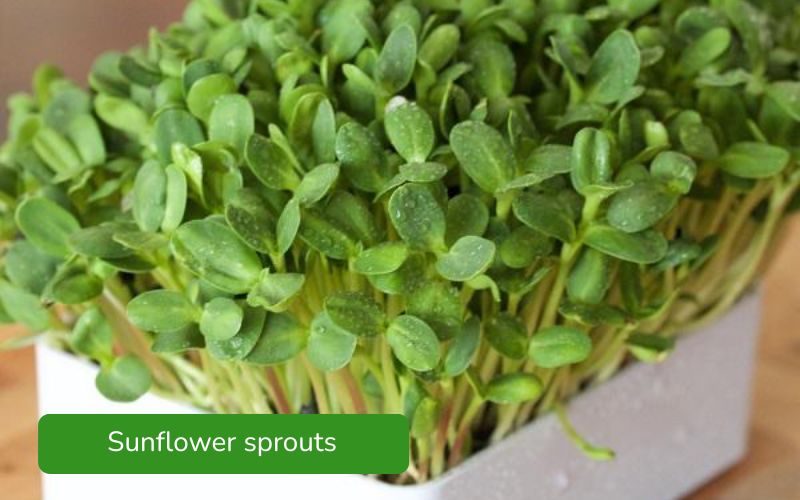 Crispy and fresh sunflower sprouts with a rich, nutty flavor.
