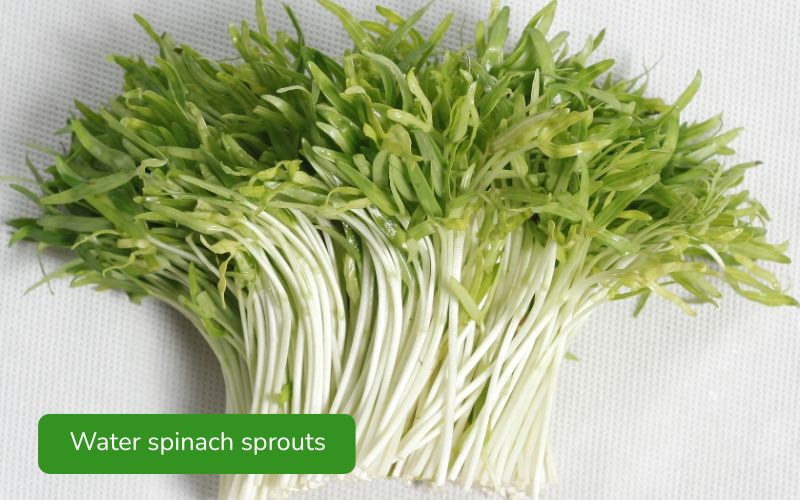 Water spinach sprouts are crisp, green, and have a subtly sweet taste.