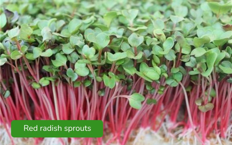 Crispy red radish sprouts, attractive bright red color.