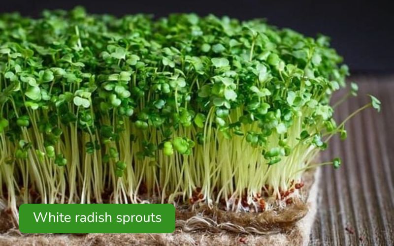White radish sprouts are crispy and have a slightly pungent taste.