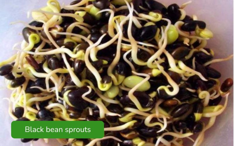 Crispy green black bean sprouts, with small, fresh leaves.