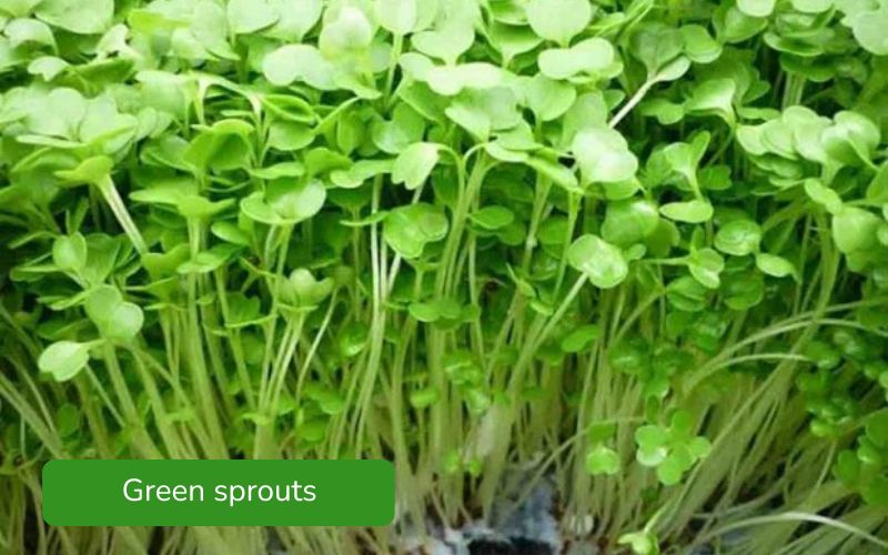 Crispy and refreshing green mustard sprouts, tender and vibrant green leaves.