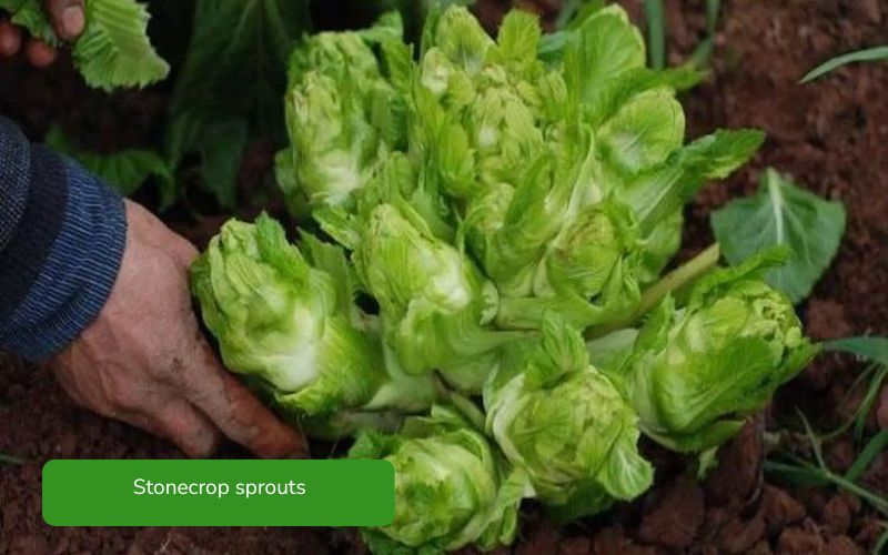 Crispy and refreshing green rock sprouts, small and delicious leaves.