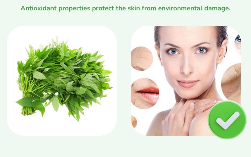 Antioxidant, protects skin from environmental damage.