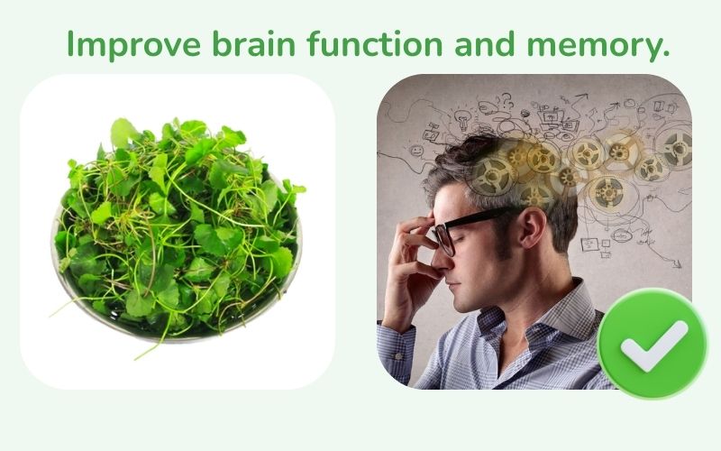 Centella asiatica improves brain function and memory.