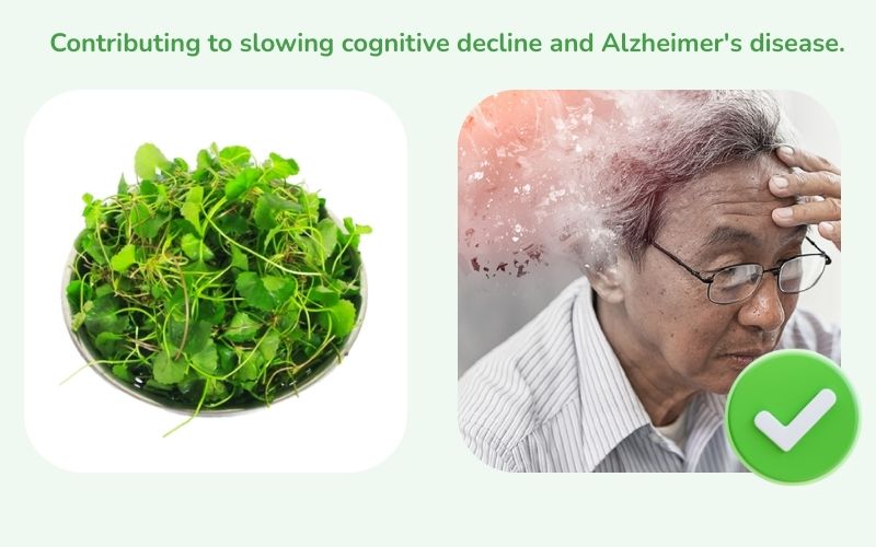 Centella asiatica slows cognitive decline and Alzheimer's disease.