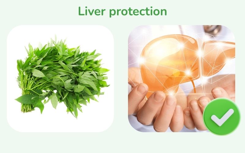 Sweet potato leaves help protect the liver