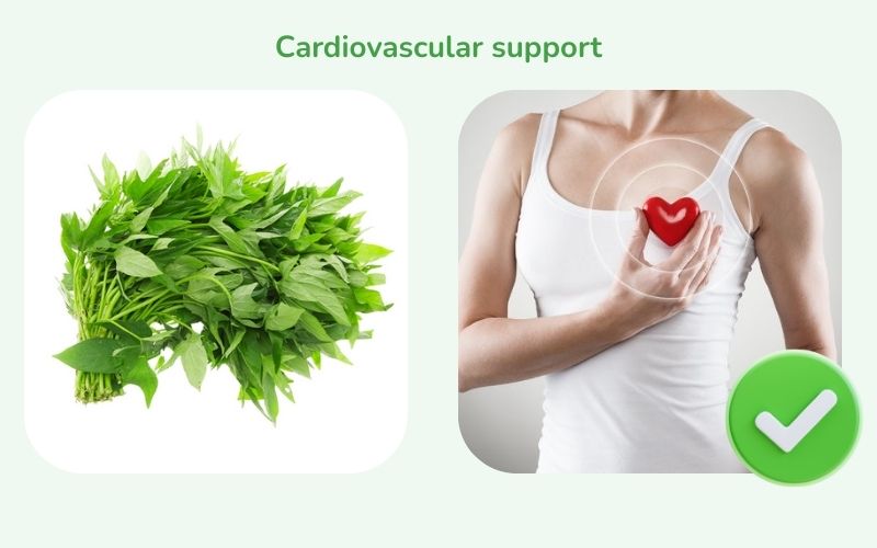 Sweet potato leaves support the cardiovascular system
