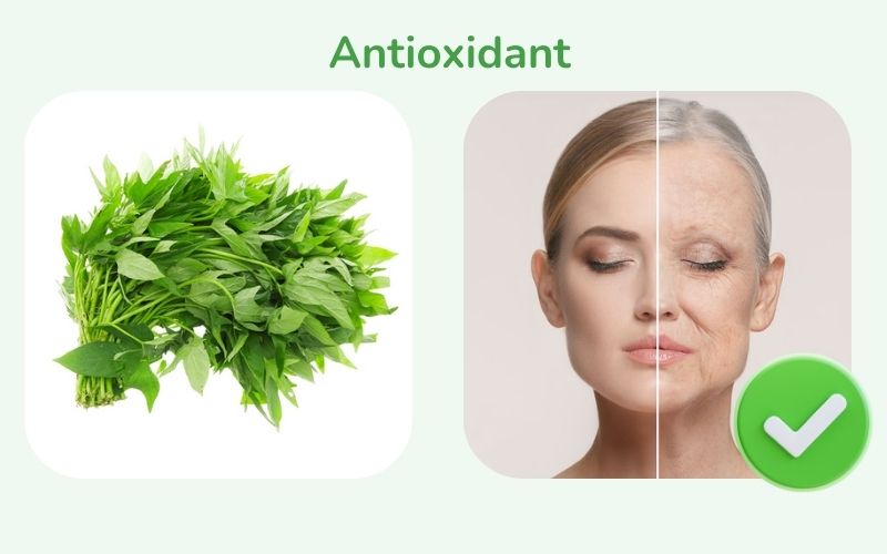 Sweet potato leaves help fight oxidation