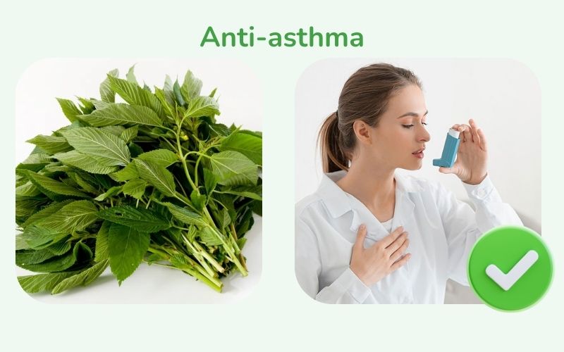 Malabar spinach helps prevent asthma