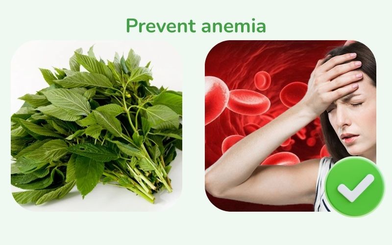 Malabar spinach helps prevent anemia
