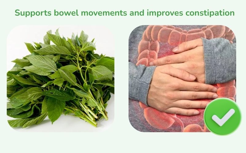Malabar spinach helps support bowel movements and improve constipation