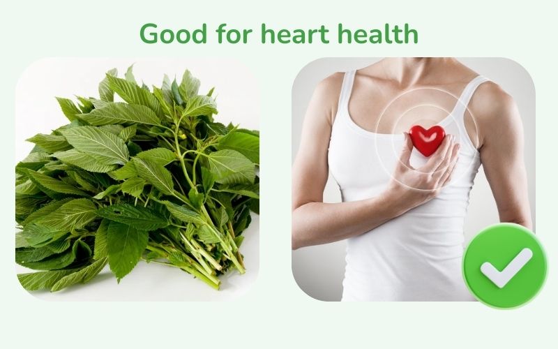 Malabar spinach is beneficial for cardiovascular health