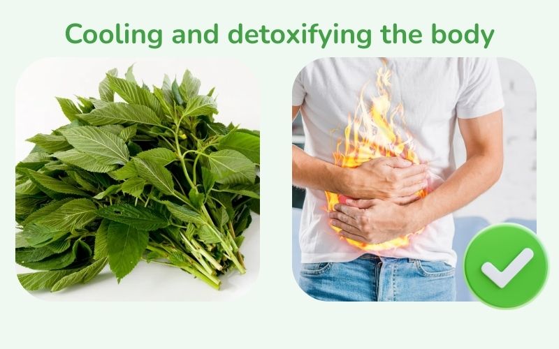 Malabar spinach helps cool and detoxify the body