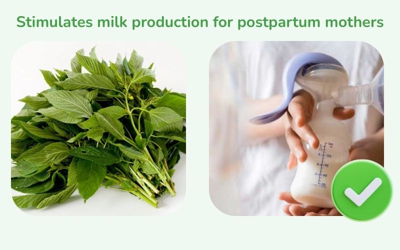 Malabar spinach helps stimulate milk production for postpartum mothers
