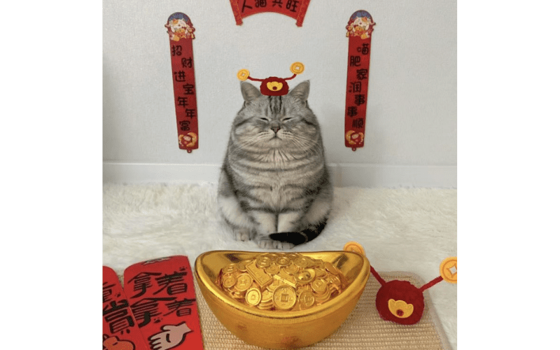 Avatar Tết cute, meme dễ thương 08