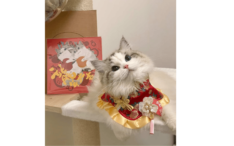 Avatar Tết cute, meme dễ thương 09