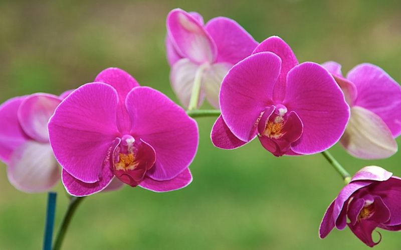 Hoa lan hồ điệp chưng Tết, tượng trưng tài lộc và may mắn