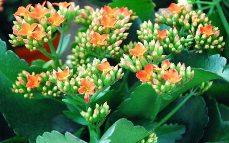 Hoa sống đời chưng Tết mang ý nghĩa sức khỏe và may mắn