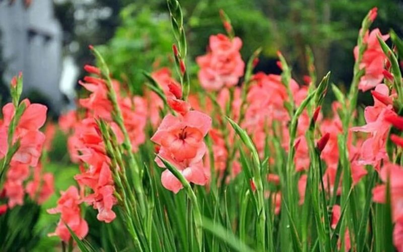 Hoa lay ơn chưng Tết mang ý nghĩa may mắn và tài lộc