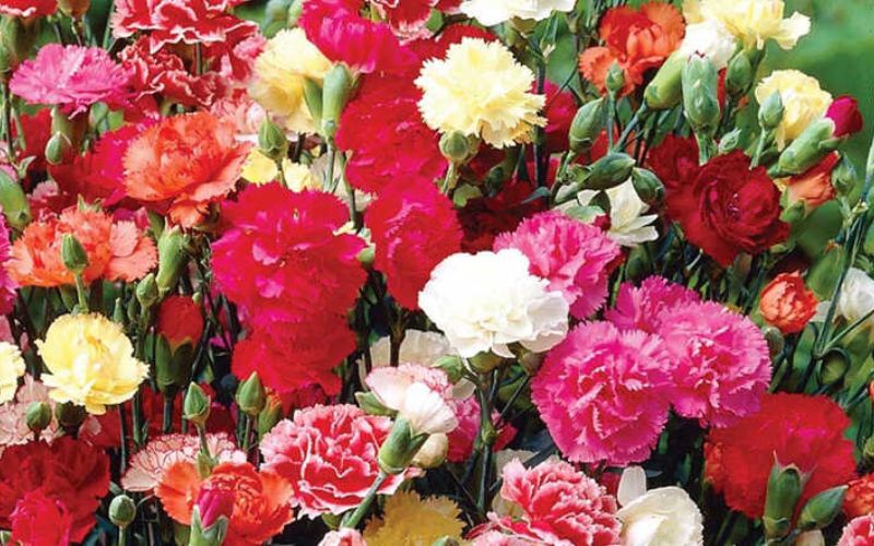 Hoa cẩm chướng chưng Tết mang ý nghĩa may mắn và sức khỏe