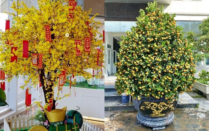 Cây quất và hoa mai trước cửa nhà ngày Tết