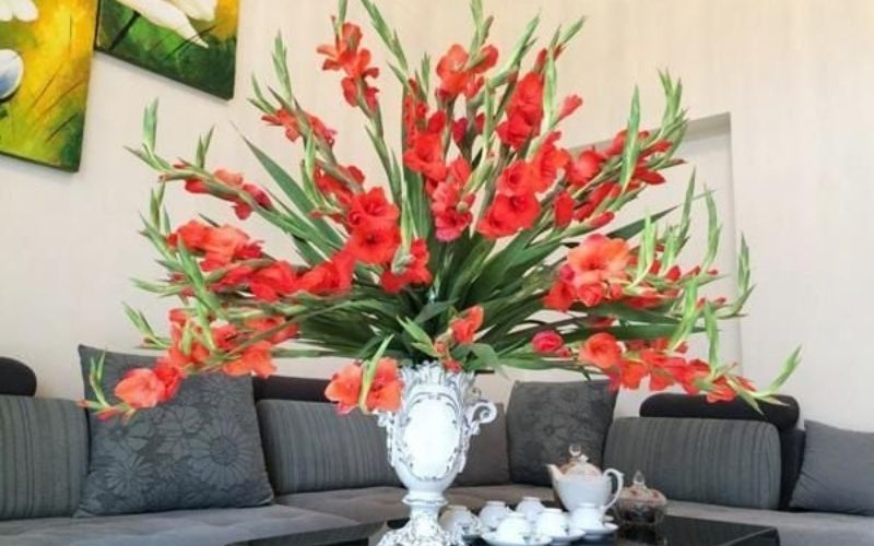 Hoa lay ơn chưng Tết trong phòng khách