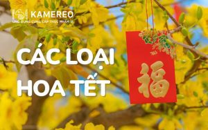 các loại hoa tết