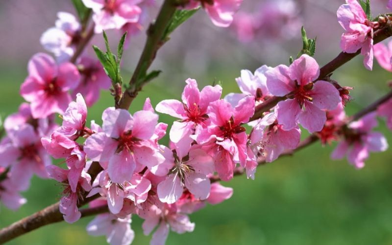 The blooming peach blossoms in Northern Vietnam during Tet symbolize good fortune and prosperity.