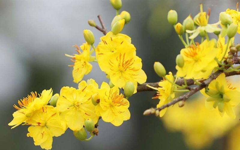 Yellow apricot blossom branches displayed during Tet in Southern Vietnam, bringing wealth and good fortune.