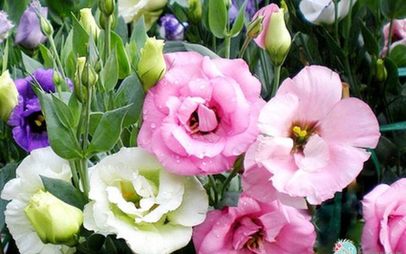 Lucky flowers displayed during Tet (Vietnamese Lunar New Year) symbolize good fortune and peace.